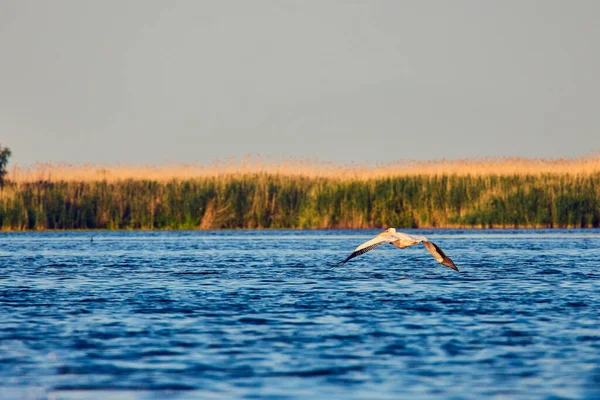 Bilder Mit Pelikanen Aus Der Natürlichen Umgebung Naturschutzgebiet Donaudelta Rumänien — Stockfoto