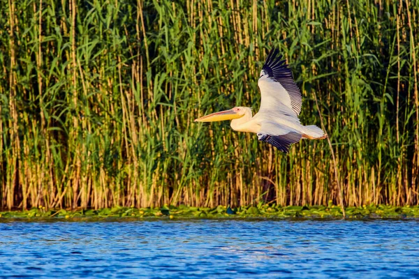 Imagens Com Pelicanos Ambiente Natural Danúbio Delta Nature Reserve Roménia — Fotografia de Stock
