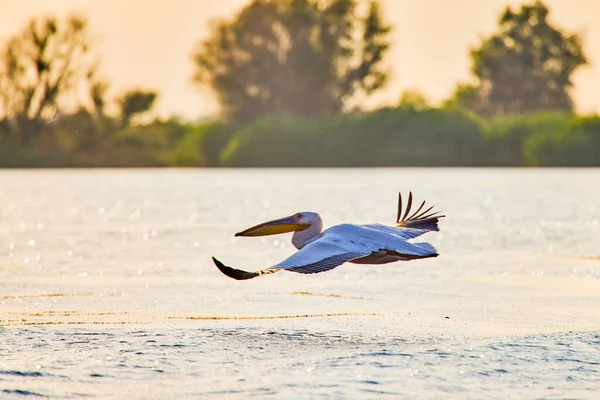 Imagens Com Pelicanos Ambiente Natural Danúbio Delta Nature Reserve Roménia — Fotografia de Stock