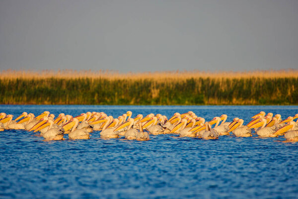 Рисунки с пеликанами из природной среды, Дунайский заповедник, Румыния.