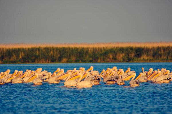 Рисунки с пеликанами из природной среды, Дунайский заповедник, Румыния.