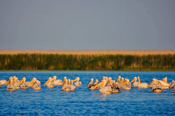 Images Pelicans Natural Environment Danube Delta Nature Reserve Romania — Stock Photo, Image