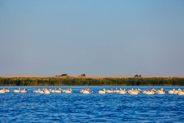 Рисунки с пеликанами из природной среды, Дунайский заповедник, Румыния.