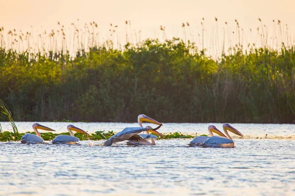 Doğal Çevreden Pelikanlar Tuna Deltası Doğa Rezervi Romanya — Stok fotoğraf