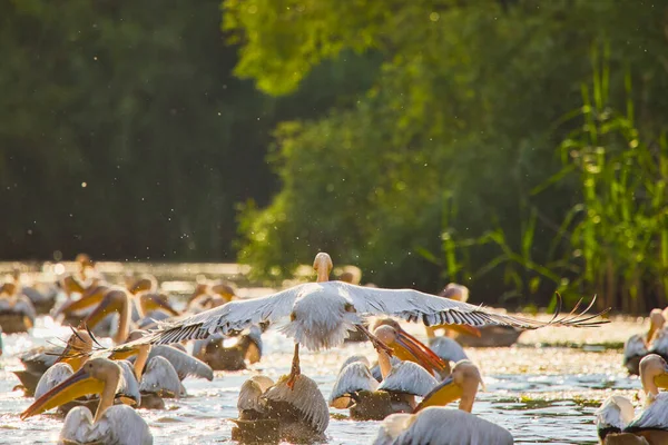 Bilder Mit Pelikanen Aus Der Natürlichen Umgebung Naturschutzgebiet Donaudelta Rumänien — Stockfoto