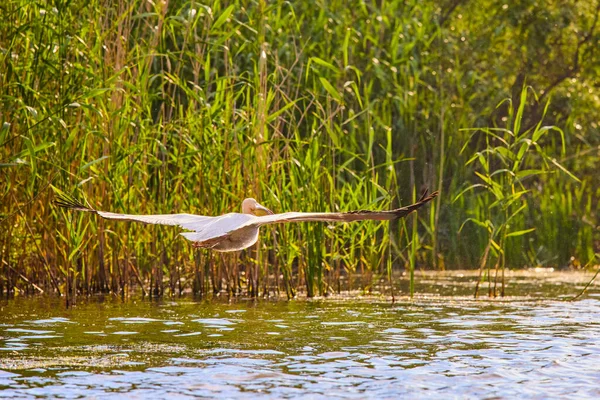 Beelden Met Pelikanen Uit Natuurlijke Omgeving Donau Delta Natuurreservaat Roemenië — Stockfoto