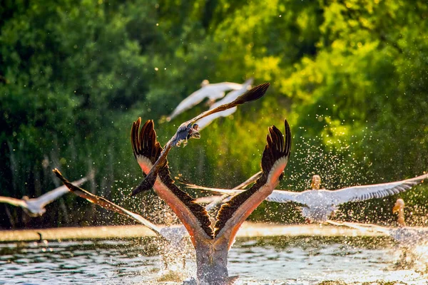 罗马尼亚多瑙河三角洲自然保护区与来自自然环境的鹈鹕的图像 — 图库照片