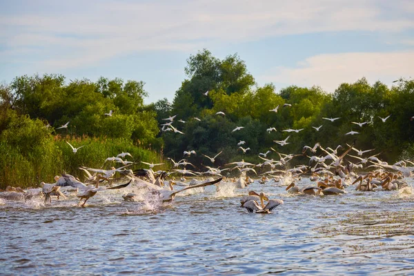 Bilder Mit Pelikanen Aus Der Natürlichen Umgebung Naturschutzgebiet Donaudelta Rumänien — Stockfoto