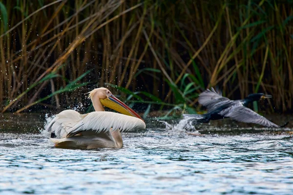 Beelden Met Pelikanen Uit Natuurlijke Omgeving Donau Delta Natuurreservaat Roemenië — Stockfoto