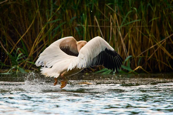 Фото Пеліканів Природного Середовища Дунай Дельта Природного Заповідника Румунія — стокове фото