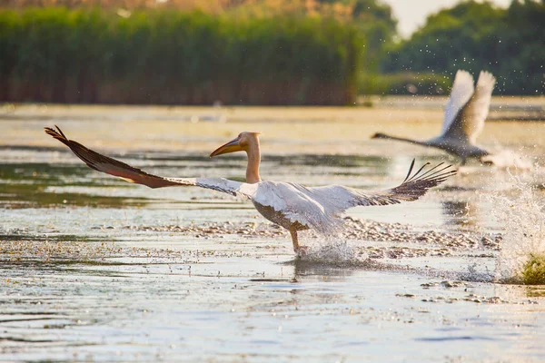 Beelden Met Pelikanen Uit Natuurlijke Omgeving Donau Delta Natuurreservaat Roemenië — Stockfoto