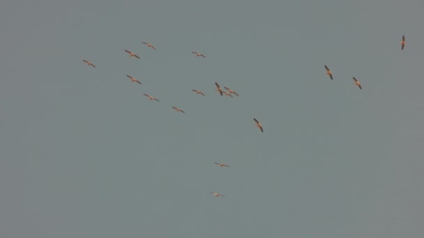 在多瑙河三角洲自然保护区飞行的鹈鹕 — 图库视频影像