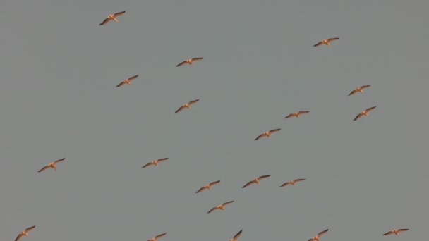 Pelikanen Die Vliegen Het Natuurreservaat Van Donaudelta — Stockvideo
