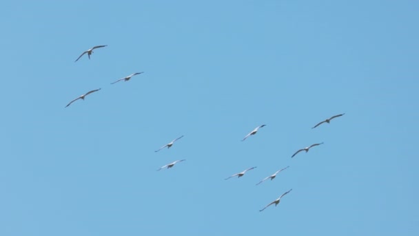 在多瑙河三角洲自然保护区飞行的鹈鹕 — 图库视频影像