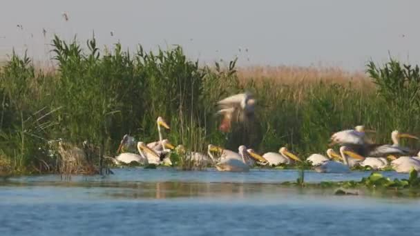 Pelicanos Lago Reserva Natural Delta Danúbio — Vídeo de Stock