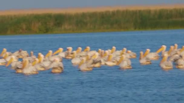 Pelikanen Een Meer Het Natuurreservaat Donaudelta — Stockvideo