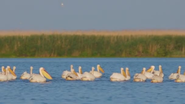 Pelicanos Lago Reserva Natural Delta Danúbio — Vídeo de Stock