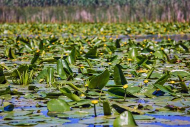 Gölün yüzeyinde sarı polenler olan beyaz nilüfer.