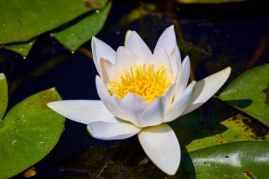 Gölün yüzeyinde sarı polenler olan beyaz nilüfer.