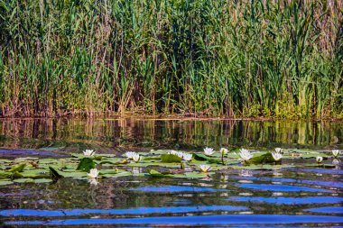 Gölün yüzeyinde sarı polenler olan beyaz nilüfer.