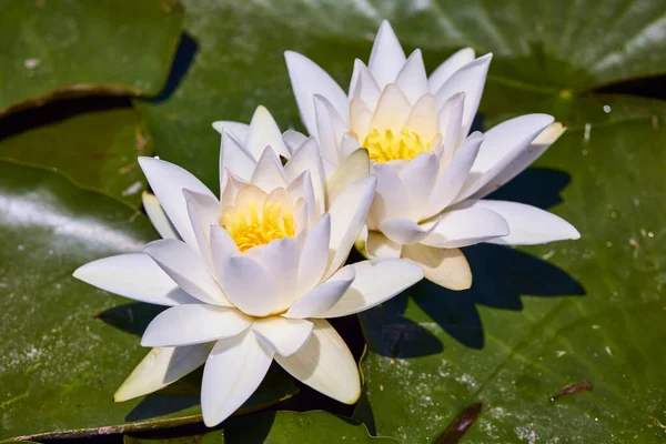 Weißer Lotus Mit Gelben Pollen Auf Teichoberfläche — Stockfoto