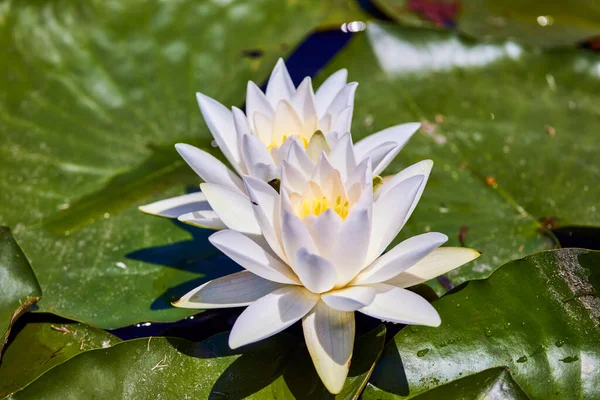 Loto Blanco Con Polen Amarillo Superficie Del Estanque — Foto de Stock