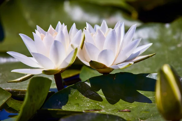 Weißer Lotus Mit Gelben Pollen Auf Teichoberfläche — Stockfoto