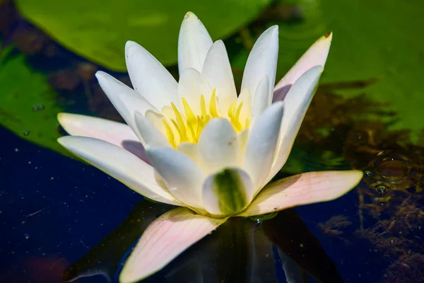 Weißer Lotus Mit Gelben Pollen Auf Teichoberfläche — Stockfoto