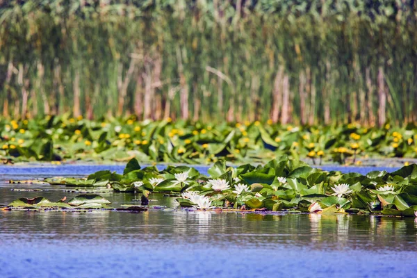 Hvit Lotus Med Gul Pollen Overflaten Dammen – stockfoto