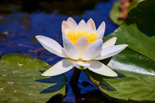 Weißer Lotus Mit Gelben Pollen Auf Teichoberfläche — Stockfoto