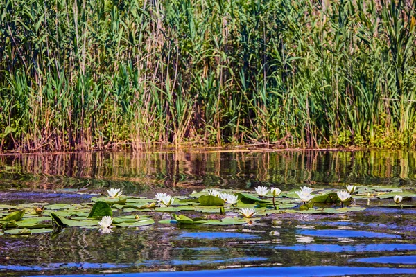 Lótus Branco Com Pólen Amarelo Superfície Lagoa — Fotografia de Stock