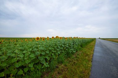 Çiçeklenmenin başlangıcında genç ayçiçekli tarla