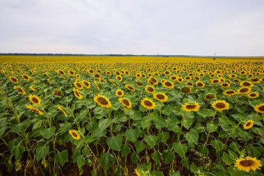 Çiçeklenmenin başlangıcında genç ayçiçekli tarla
