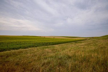 tarımsal tarlalar buğday ve ayçiçeği ile karıştırıldı