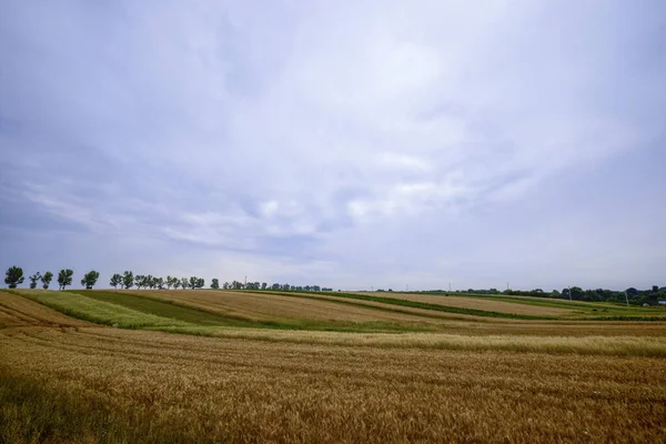 Pole Rolne Pszenicą Gotową Zbioru — Zdjęcie stockowe