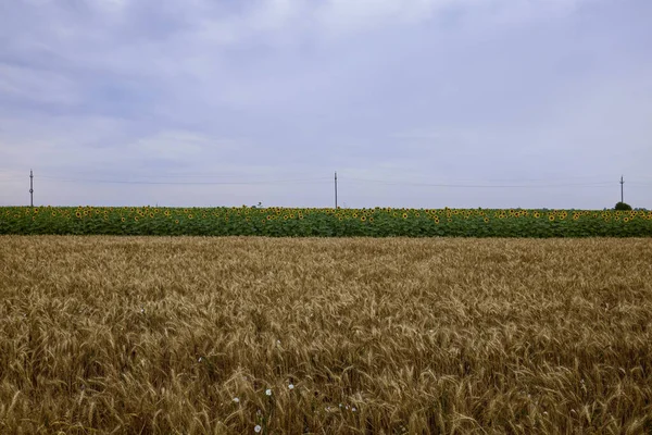 Campo Agrícola Com Trigo Pronto Para Colheita — Fotografia de Stock