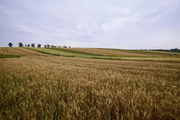 Buğdaylı Bir Tarım Tarlası Hasat Için Hazır — Stok fotoğraf
