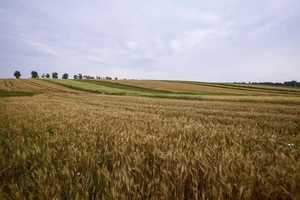 Pole Rolne Pszenicą Gotową Zbioru — Zdjęcie stockowe