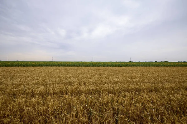 Agricultural Field Wheat Ready Harvest — Stockfoto