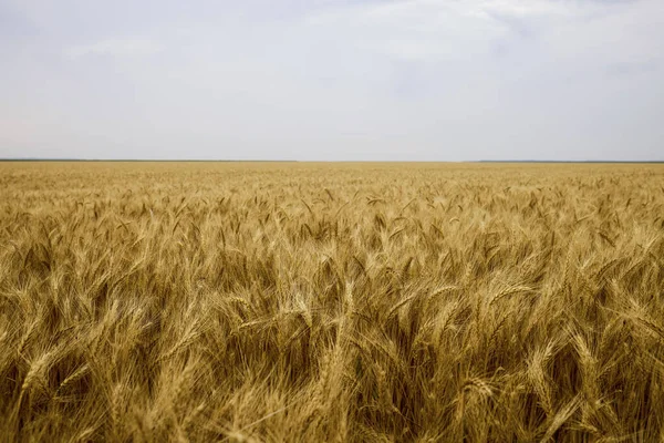 Campo Agrícola Com Trigo Pronto Para Colheita — Fotografia de Stock