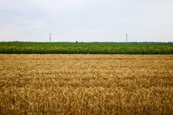 Campo Agrícola Com Trigo Pronto Para Colheita — Fotografia de Stock