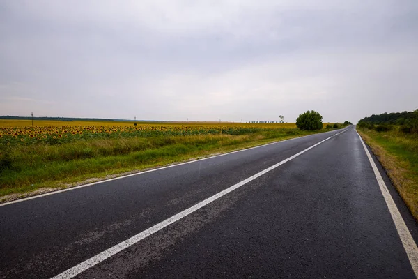 Landbouwveld Met Jonge Zonnebloem Aan Het Begin Van Bloei — Stockfoto