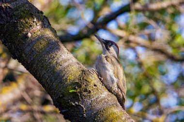 Yeşil ağaçkakan (Picus Viridis) bir ağacın kenarına tünemişti.