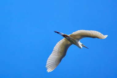 Romanya 'da Tuna Deltası' nda beyaz balıkçıl uçuyor.