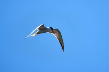 Yazın Tuna Deltası 'nda Sternidae