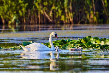 Gölde bir çift kuğu ve piliç.