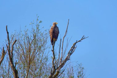 Beyaz kuyruklu kartal (Haliaeetus albicilla) bir ağaçta.