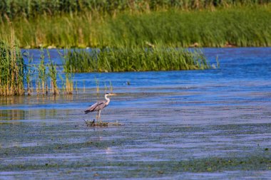 Romanya 'nın Tuna Deltası doğal ortamında gri balıkçıl (Ardea cinerea).