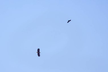 Uçuşta beyaz kuyruklu kartal (Haliaeetus albicilla).