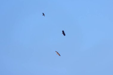 Uçuşta beyaz kuyruklu kartal (Haliaeetus albicilla).